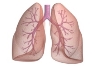 П'ять кращих порад для здоров'я легенів » Новини Чернівці: Інформаційний  портал «Молодий буковинець»